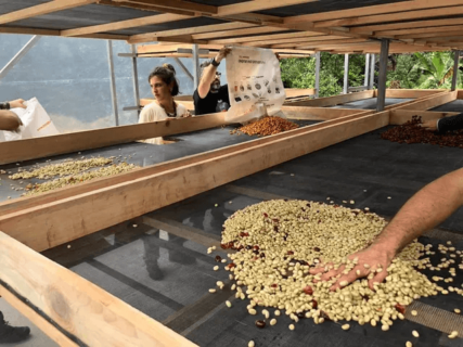 Materia prima Caffè Vettori